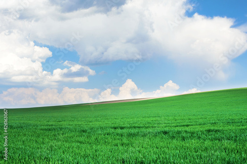 Fresh green young wheat on a background of blue sky with clouds. Beautiful rural landscape. Travel Ukraine.