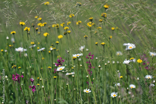 Picturesque view of a blooming meadow with different summer wild flowers. Many different flowers and plants create a unique picture of joy and tranquility. 