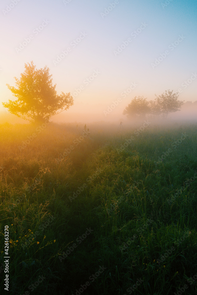 sunrise in the forest sunrise in the forest