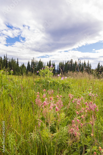 Old Man's Whiskers wildflowers in a field, trees and blue sky background