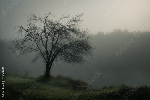 Wallpaper Mural tree in fog Torontodigital.ca