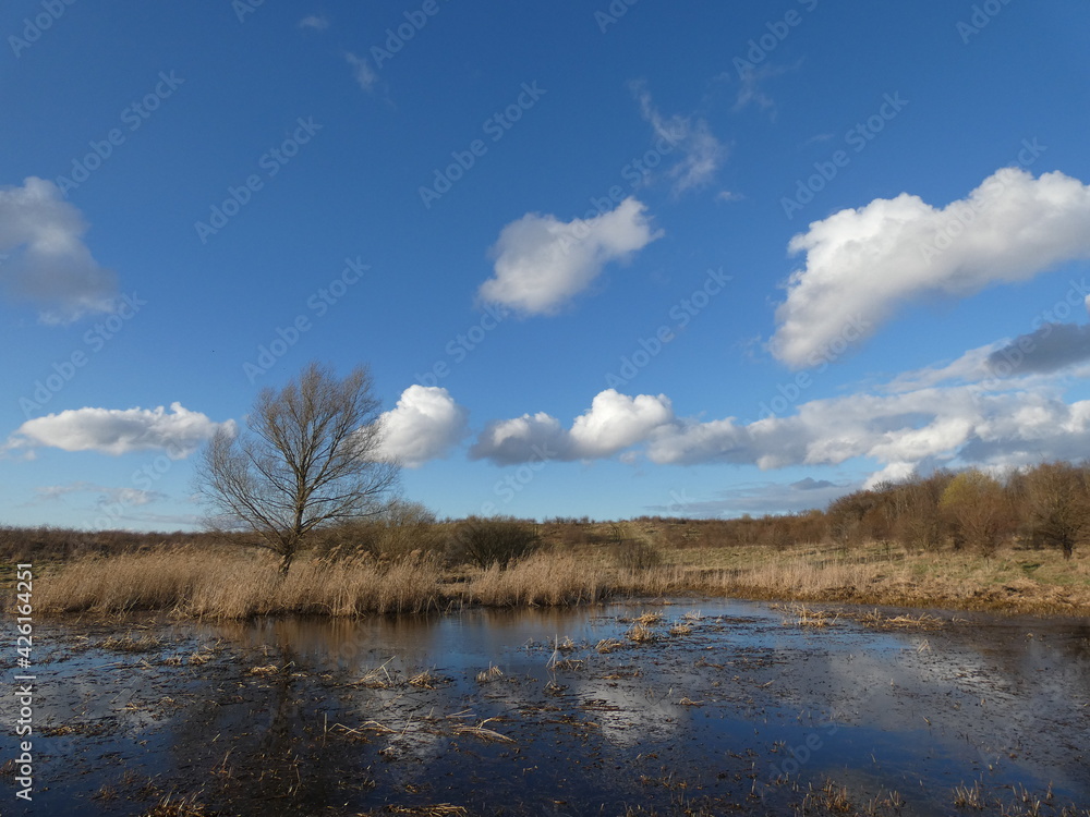 Rural landscape with a lonely tree by swampy pond, blue sky with white clouds, Kowale, Pomorskie province, Poland