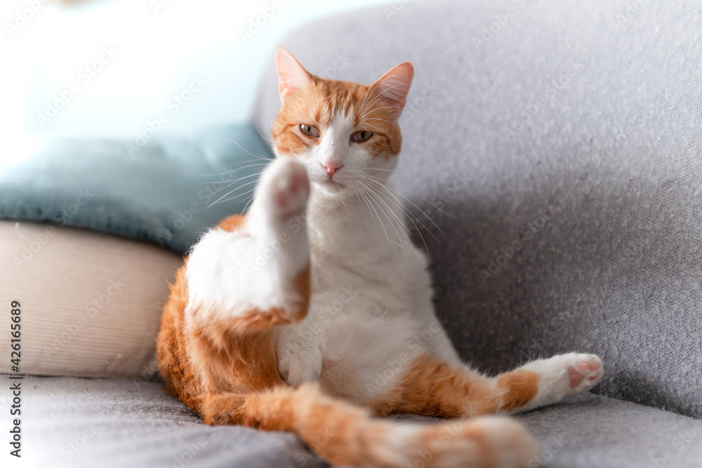  a brown and white cat sitting on the sofa with a funny posture