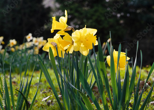 yellow daffodils in spring in the garden