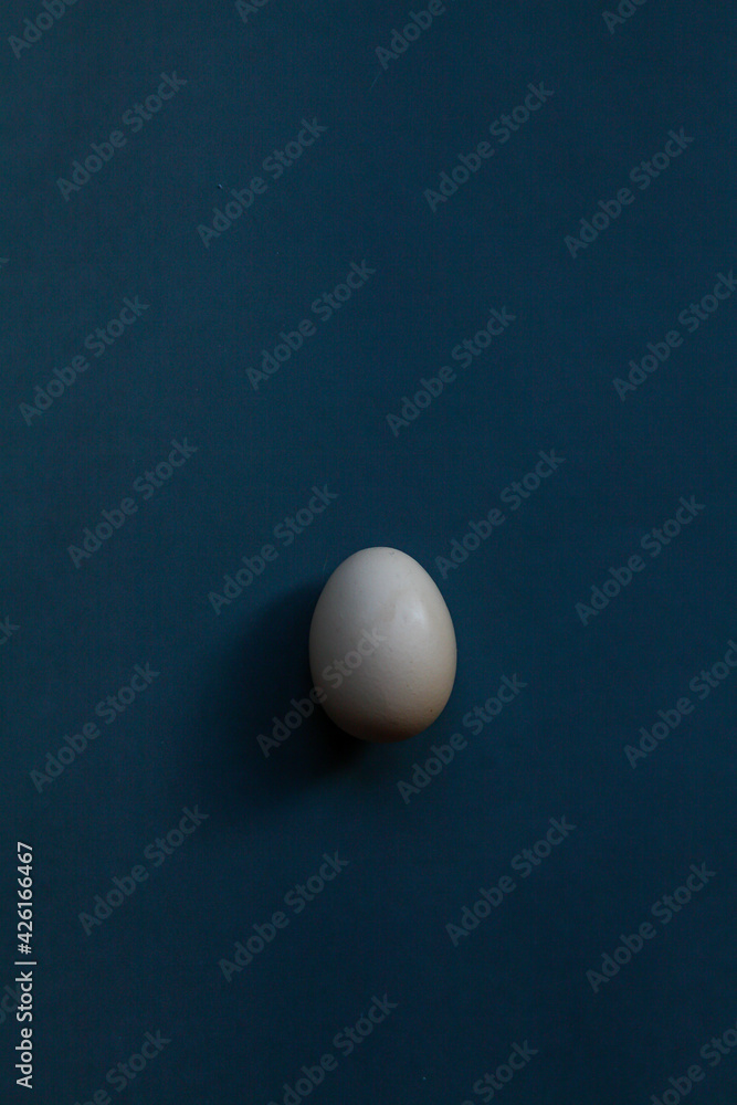 One egg . Single white poultry egg One egg . Single white poultry egg