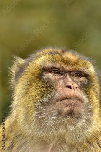 portrait of an  macaque monkey © chfortunato2015
