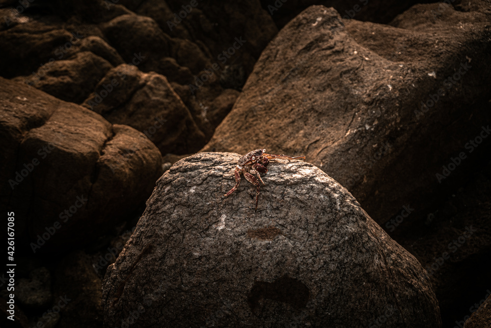 Czerwony krab siedzący na skale na kamiennym naturalnym tle wybrzeża. - obrazy, fototapety, plakaty 