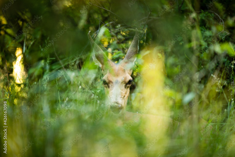 mule deer hiding in the grass