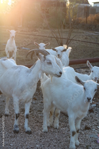 white home farm with goats on sun
