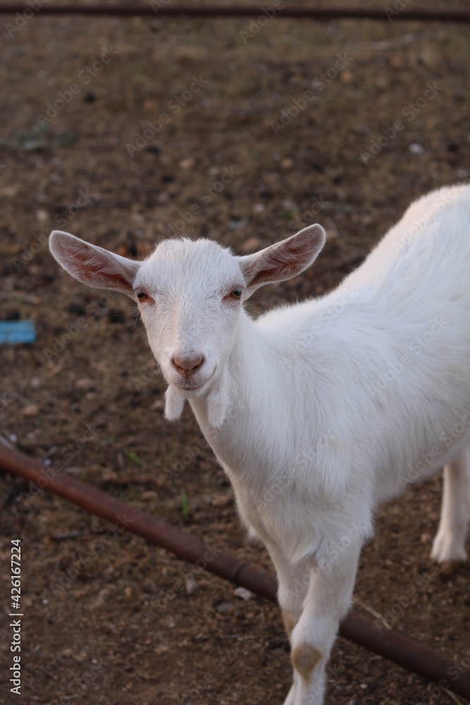 portrait of a baby goat on a farm portrait of a baby goat on a farm