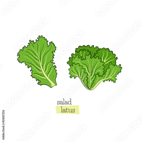 Green salad set leaves lettuce draw on white background. Design element. Vector sketch isolated illustration. Hand drawn cooking food.