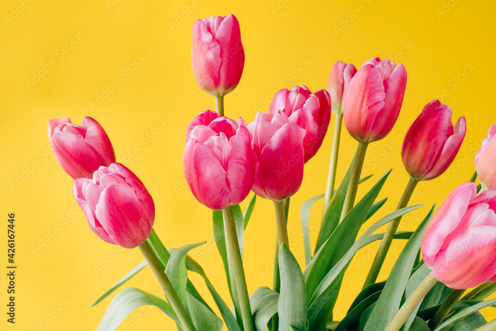 Fresh tulip flowers on a yellow background. Bright spring background. Fresh tulip flowers on a yellow background. Bright spring background.