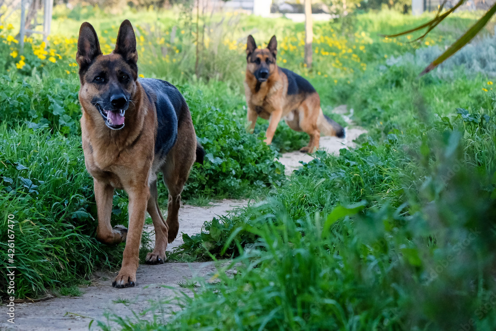 German Shepherd Dog