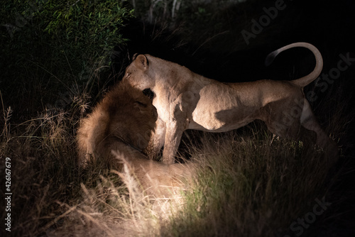 A Mating pair of lions seen on a safari in South Africa