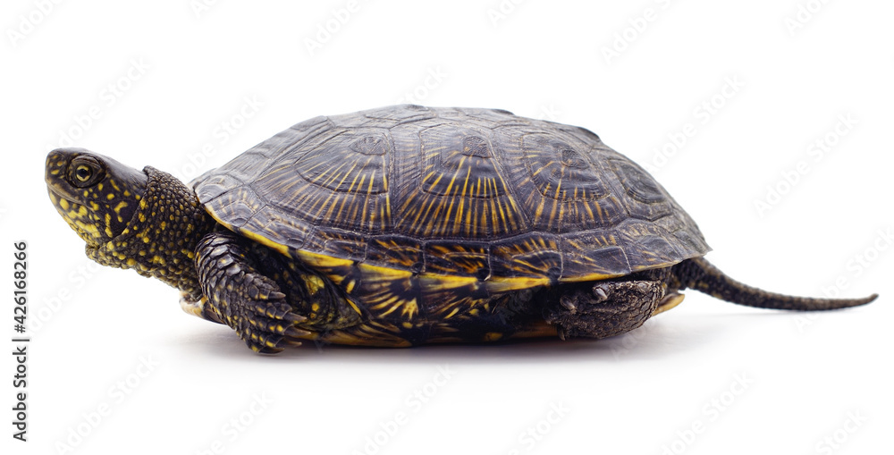 Naklejka premium Wild black turtle.