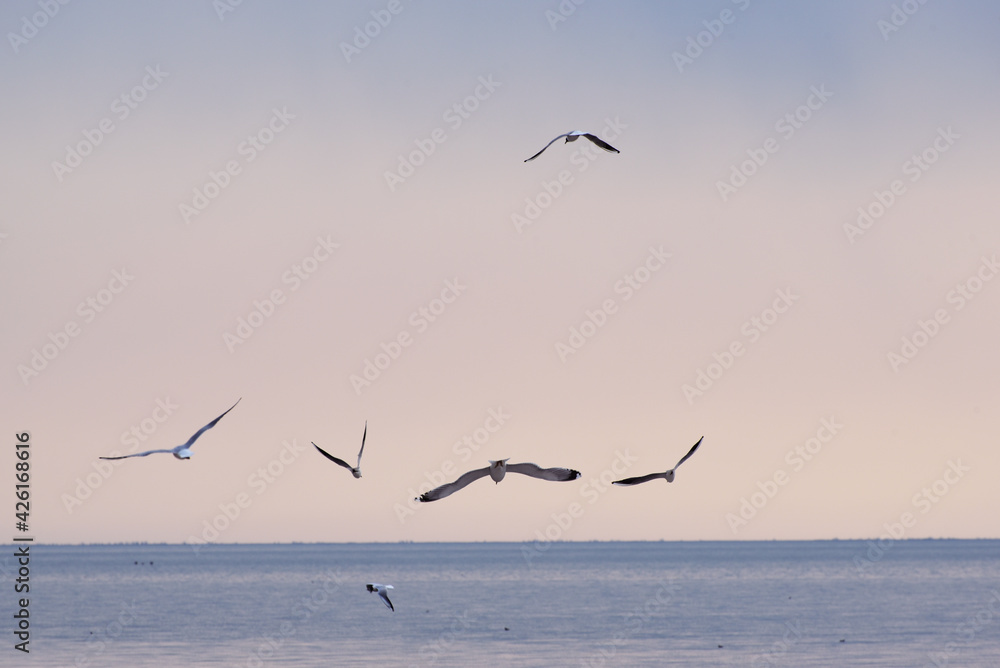 Gulls flying above the sea, nature photo