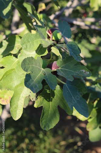 fig tree on the farm, fishnet leaves