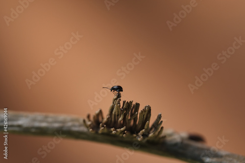 Selective focus shot of a bug on a stemonitis photo