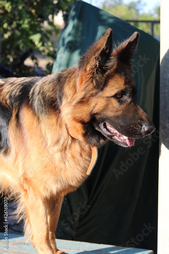 close-up portrait of a purebred shepherd dog