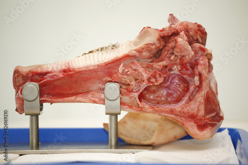 Pork jaw for medical training in dentistry lies photo