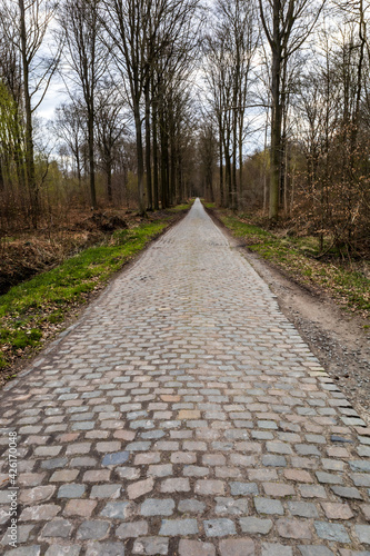 Forêt de Stambruges - chemin en forêt ( commune de Beloeil - Belgique )