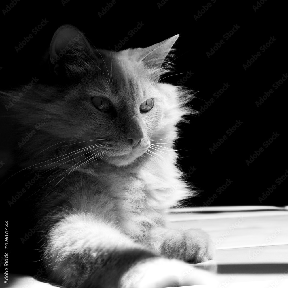 foto de gato elegante en blanco y negro