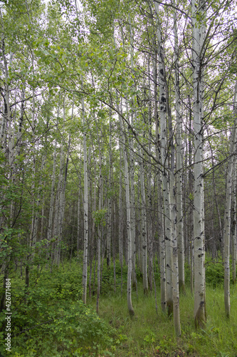 Fototapeta Naklejka Na Ścianę i Meble -  Aspen trees
