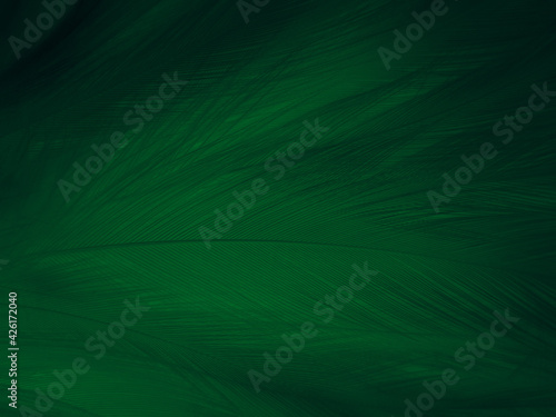 Beautiful abstract green feathers on white background, yellow feather texture on dark pattern,  green background, feather wallpaper, love theme, valentines day, green gradient texture