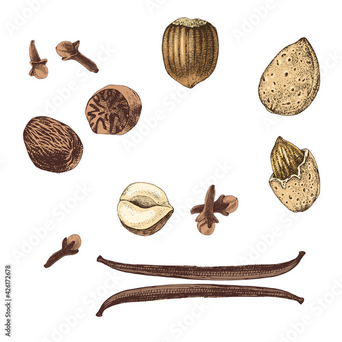 Hand drawn cooking spices and nuts