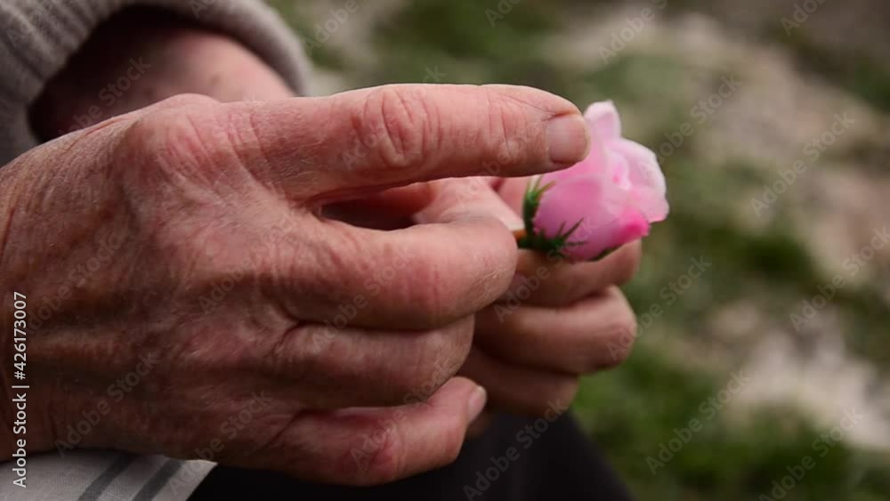 Old hands with a flower close-up. Grandmother's wrinkled hands with a rose. The flower in the wrinkled hands of the grandmother. Spring flowers in old hands. The concept of kindness and care. Old hands with a flower close-up. Grandmother's wrinkled hands with a rose. The flower in the wrinkled hands of the grandmother. Spring flowers in old hands. The concept of kindness and care.