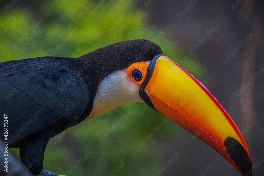 2021-04-07 AN ADULT TOUCAN WITH A BRIGHT ORANGE AND RED BEAK 2021-04-07 AN ADULT TOUCAN WITH A BRIGHT ORANGE AND RED BEAK