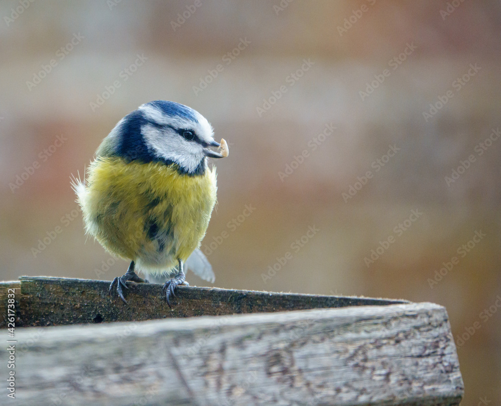 Naklejka premium a blue tit on the wooden bird table dining on seed and meal worms