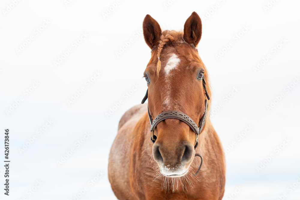 A closeup of a chestnut brown adult horse with a braided mane, white spot on its head and beautiful dark eyes. The domestic animal is wearing a bridle. There's snow on the animal's mouth and whiskers. A closeup of a chestnut brown adult horse with a braided mane, white spot on its head and beautiful dark eyes. The domestic animal is wearing a bridle. There's snow on the animal's mouth and whiskers.