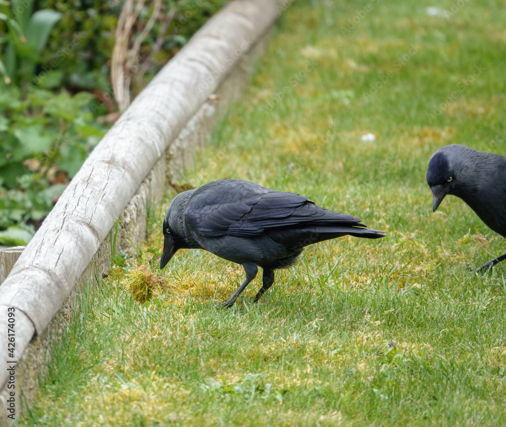 Fototapeta premium a pair of jackdaws hunt for grubs in the grass and moss