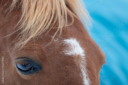 A closeup of a chestnut brown adult horse with a braided mane  white spot on its head and beautiful dark eyes. The domestic animal is wearing a bridle. There s snow on the animal s mouth and whiskers.