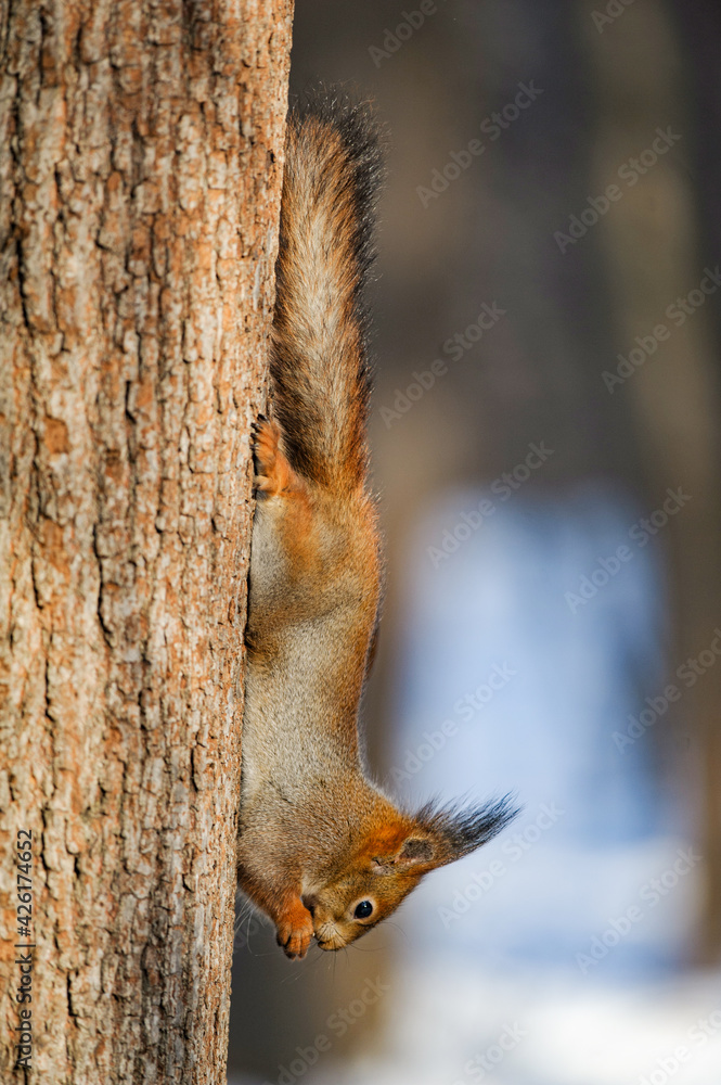 Squirrel chilling on a tree in winter