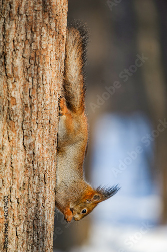 Obraz na płótnie Squirrel chilling on a tree in winter w salonie