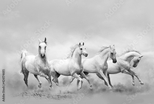 White horses running wild © Mari_art
