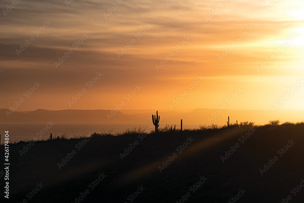 Sunset with a cactus in the background. Sunset desert