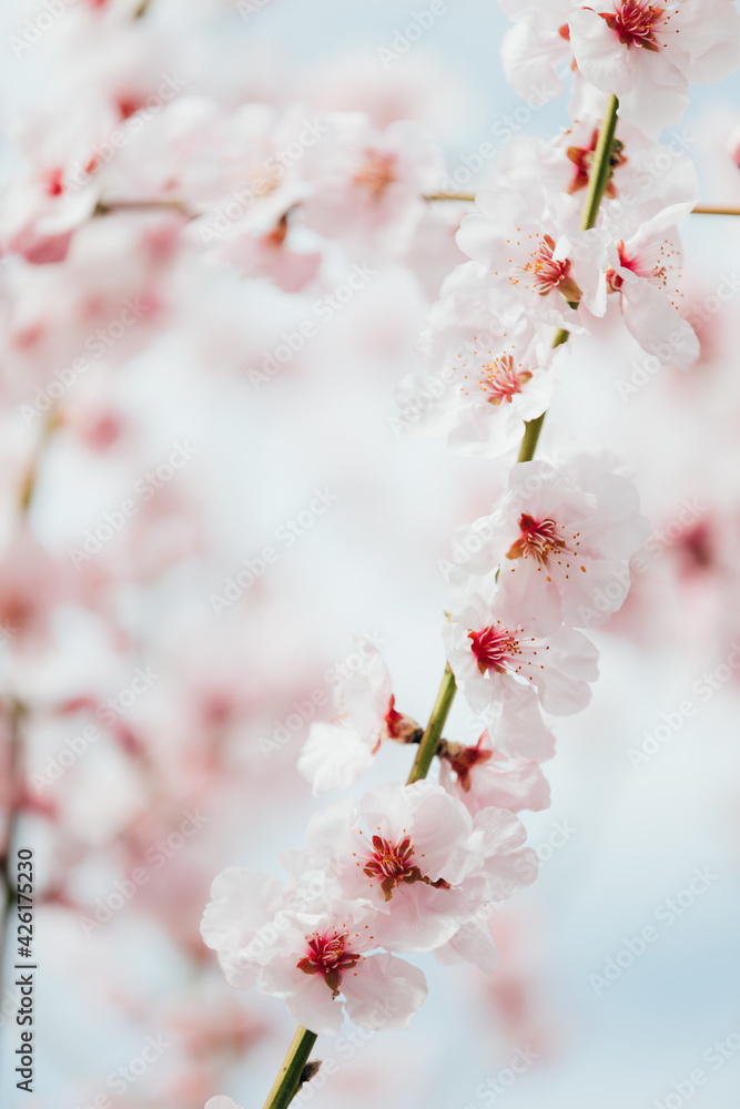 Almond tree blossom. Blooming branches with pink and white flowers in the spring. Almond tree blossom. Blooming branches with pink and white flowers in the spring.