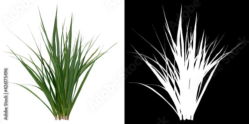 Front view of plant (Garlic) png with alpha channel to cutout 3D rendering