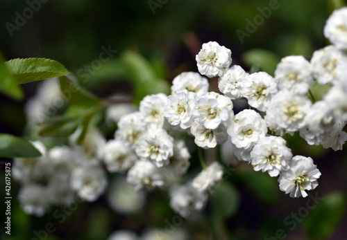 Zweig eines Kanton-Spierstrauchs mit kleinen weißen Blüten