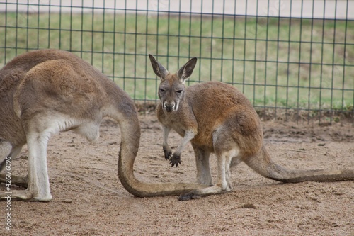 Kangaroo with baby in spring