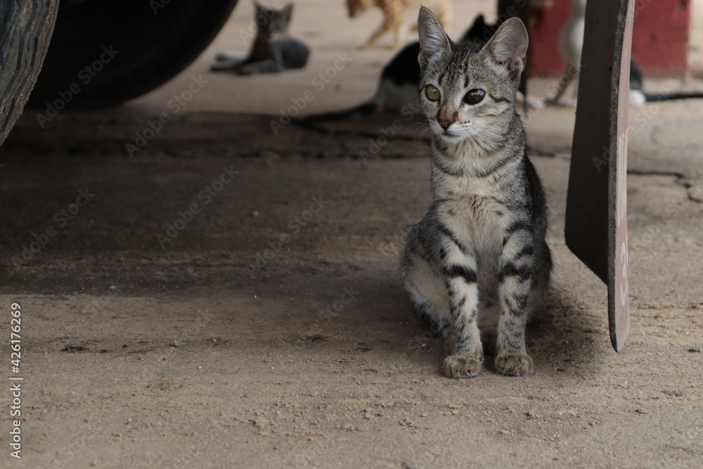 Obraz premium GATO DESTRAIDO