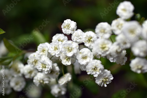 Zweig eines Kanton-Spierstrauchs mit kleinen weißen Blüten