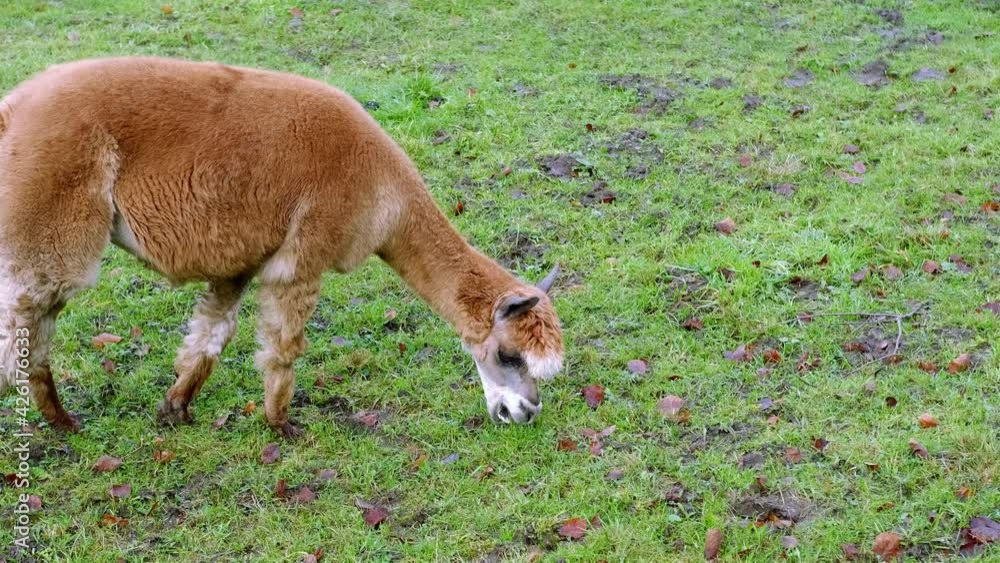 adorable brown llama grazes on a green meadow in autumn, winter, appetizingly chews grass in pasture, concept of animal husbandry, camel wool production adorable brown llama grazes on a green meadow in autumn, winter, appetizingly chews grass in pasture, concept of animal husbandry, camel wool production