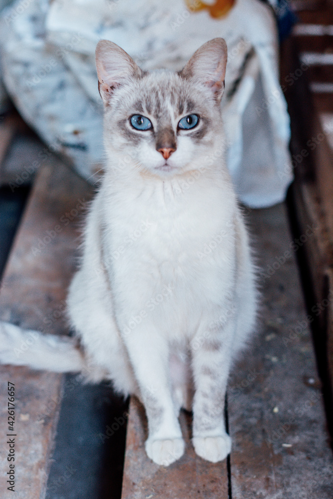 cat on the table