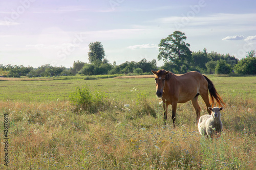country horse and sheep in the meadow © Natallia_Light
