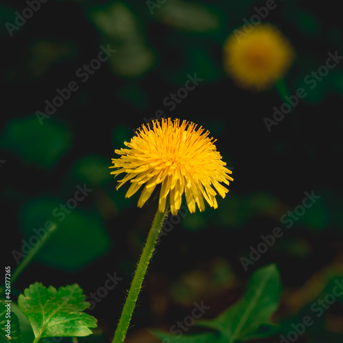 Taraxacum close-up macro with blurred background