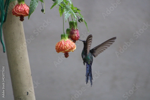 Wet hummingbird kissing a Abutilon flower in the rain